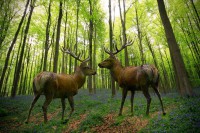 /album/fotogalerij/herten-in-het-hallerbos-jpg/